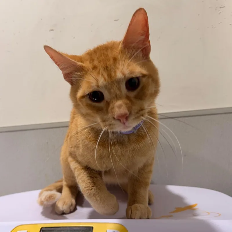 Tigger