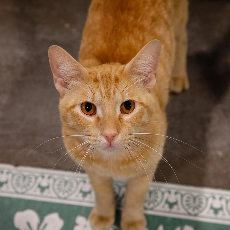 Tigger thumbnail 2
