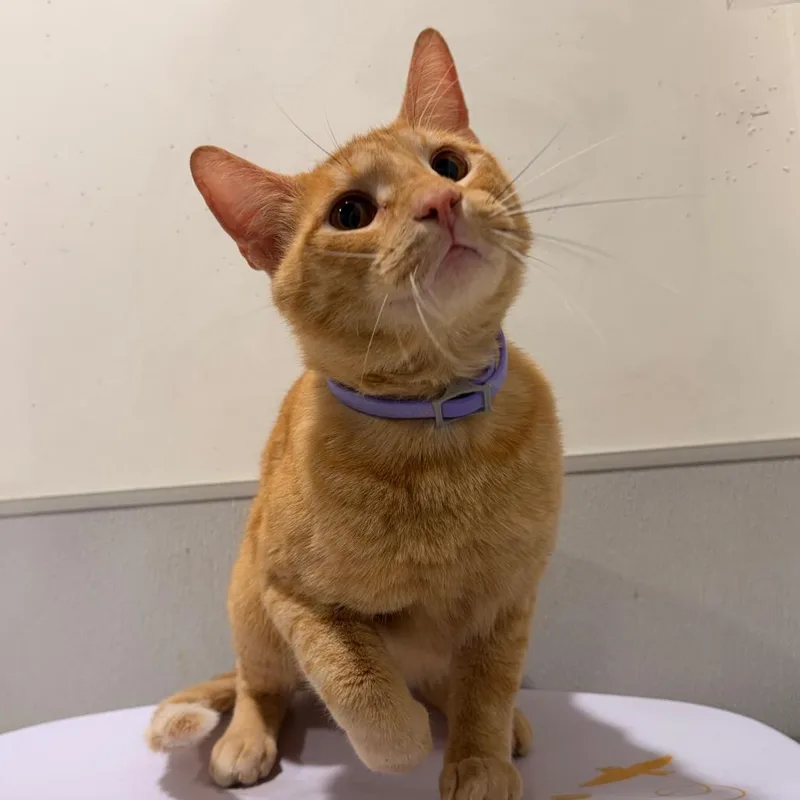 Tigger thumbnail 3