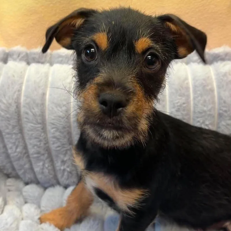 A baby small-sized male Yorkshire Terrier dog named Dumpling for adoption in Valparaiso, IN