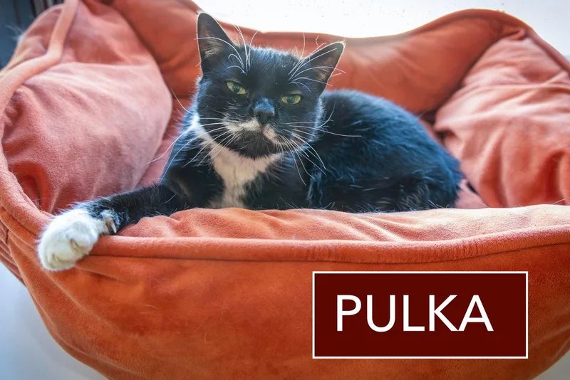 A young medium-sized female Tuxedo cat named Pulka for adoption in Greenville, DE