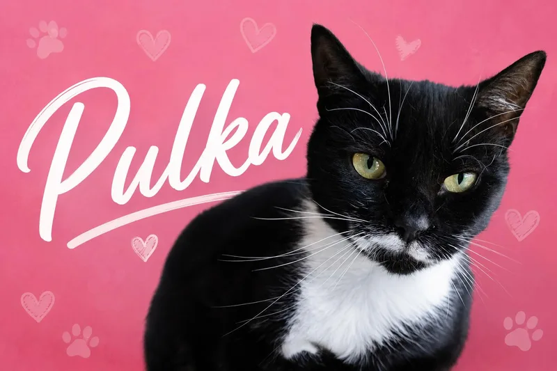 Pulka thumbnail 3