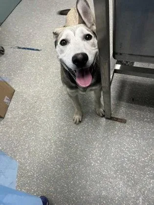 A baby medium-sized female German Shepherd Dog dog named Camille for adoption in Oakland, CA