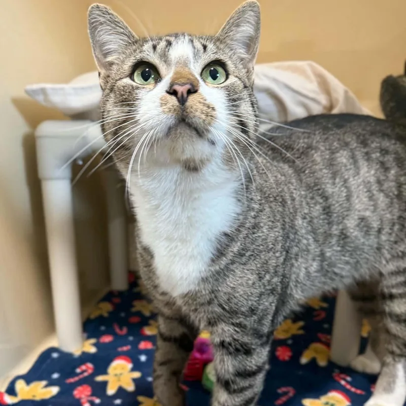 An adult large-sized male Tabby (Brown / Chocolate) Domestic Short Hair cat named Chip for adoption in Penn Yan, NY