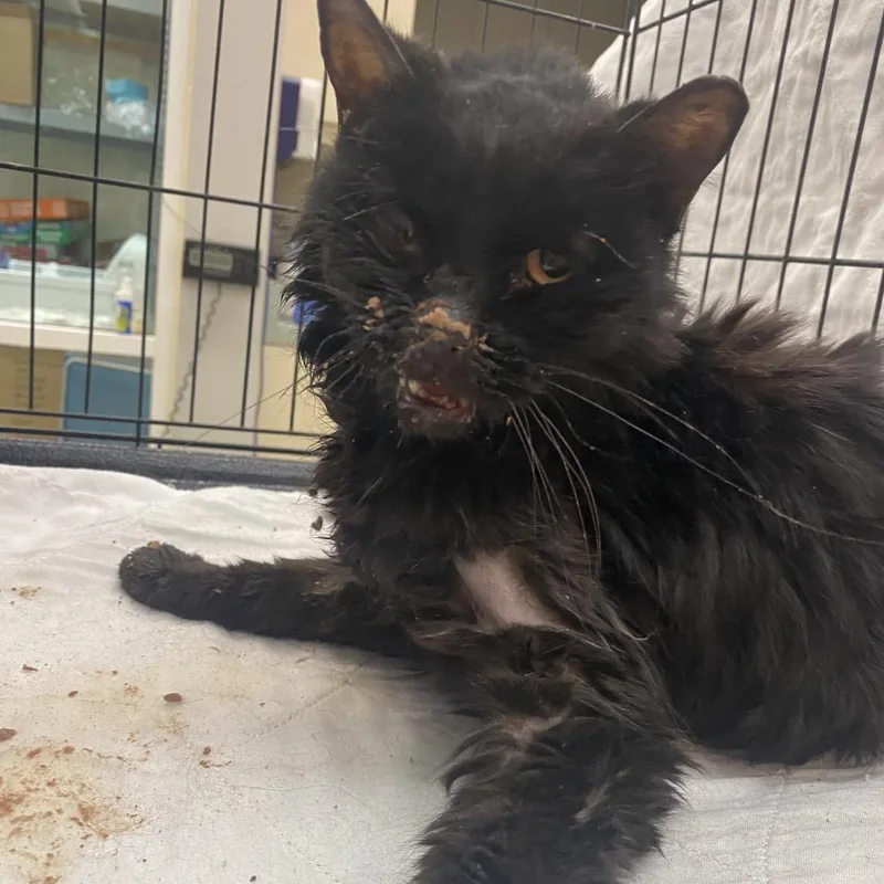 A senior small-sized female Black Domestic Medium Hair cat named WAGSStray for adoption in Westminster, CA