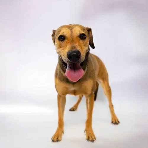 A young small-sized male Brown / Chocolate Shepherd dog named Nacho for adoption in Sullivan City, TX