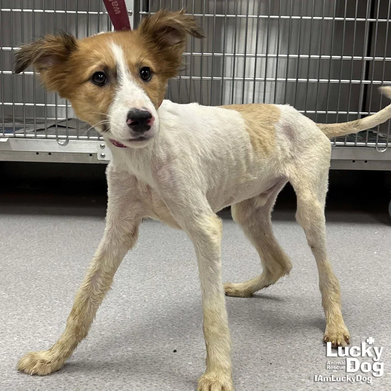 A young small-sized male Jack Russell Terrier dog named Pine Cone for adoption in Washington, DC