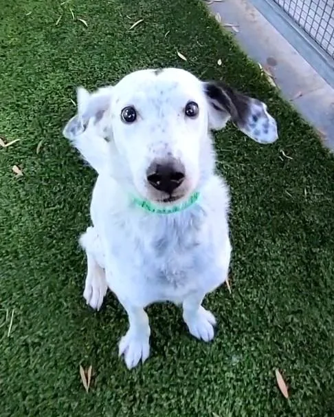 A senior medium-sized female Mixed Breed dog named Violet for adoption in Los Angeles, CA