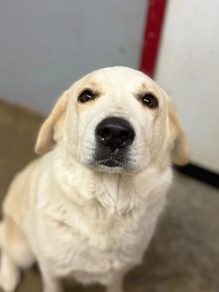 A young large-sized female Labrador Retriever dog named Wilma for adoption in Lockhart, TX