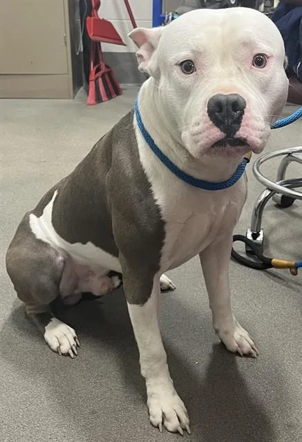 A young large-sized male Pit Bull Terrier dog named Polo for adoption in Upper Marlboro, MD