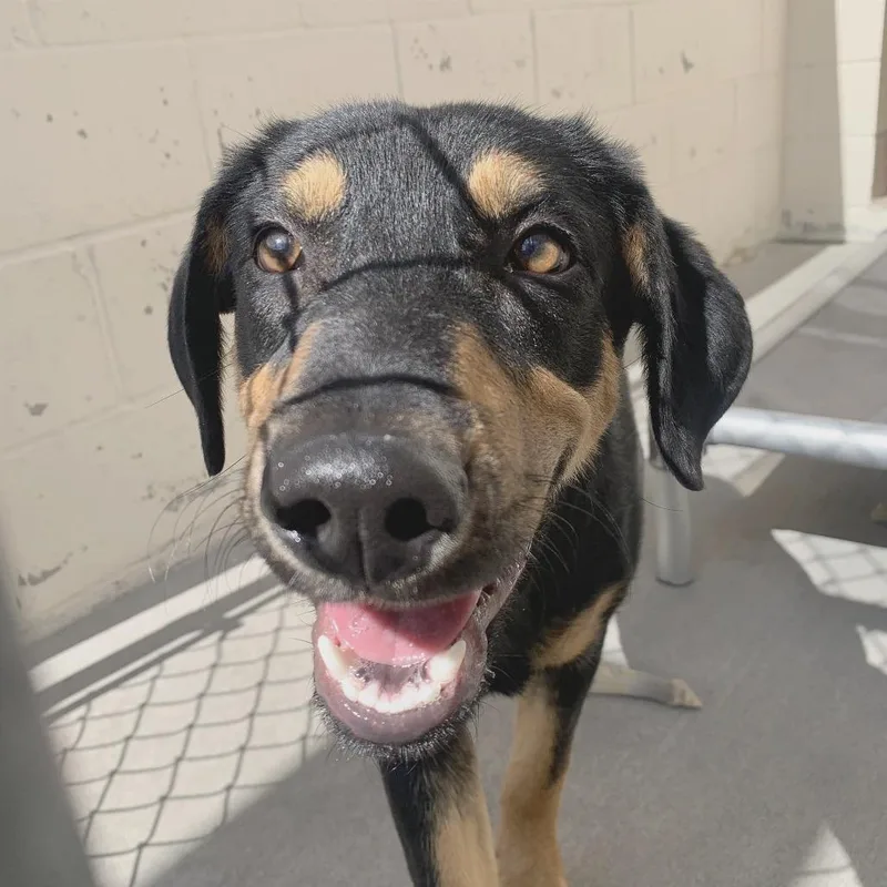 A young medium-sized male Black Doberman Pinscher dog named Buzz for adoption in Reno, NV