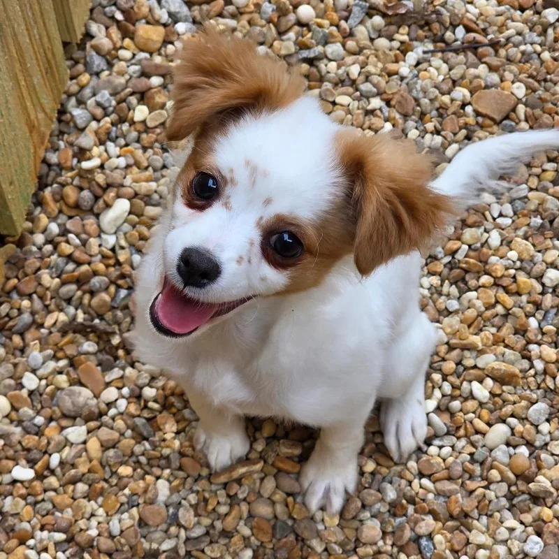 A young small-sized female Chihuahua dog named Junne for adoption in Phenix City, AL