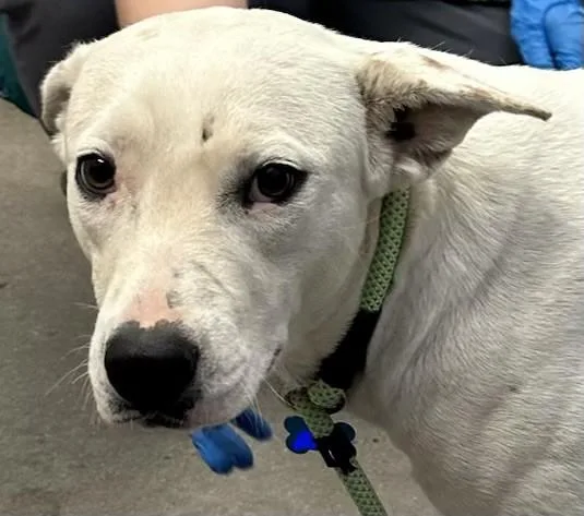 A young medium-sized female Australian Cattle Dog / Blue Heeler dog named Lothlorien for adoption in Tucson, AZ