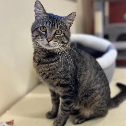 A young medium-sized male Tabby (Gray / Blue / Silver) American Shorthair cat named Walter for adoption in Hackensack, MN