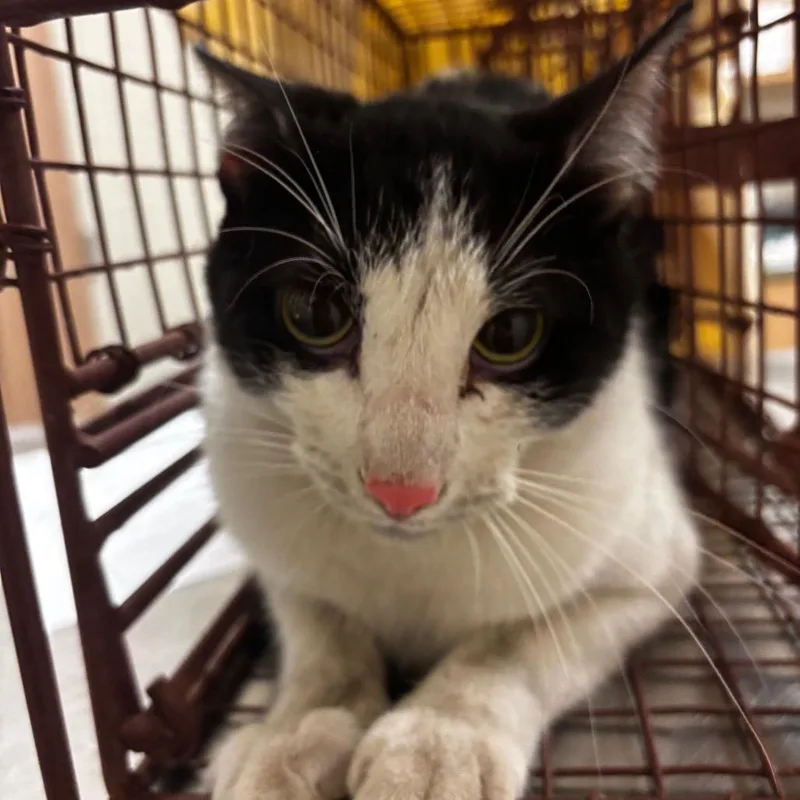 An adult medium-sized male Black Domestic Short Hair cat named Wil Wheaton for adoption in Bristol, IN