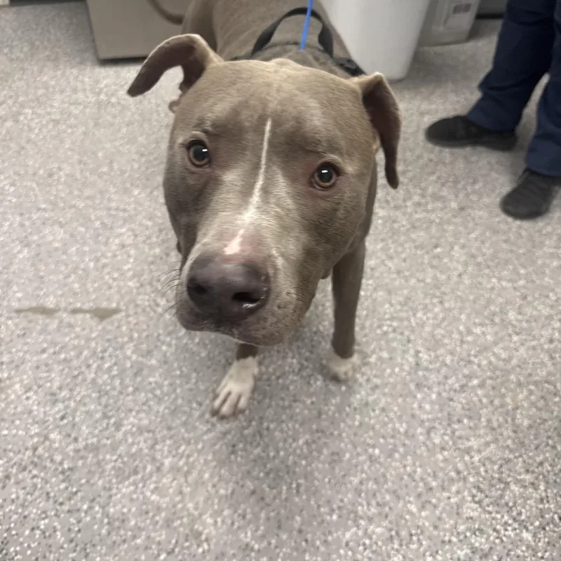 An adult large-sized male Brown / Chocolate Bull Terrier dog named Winston for adoption in Henderson, NV