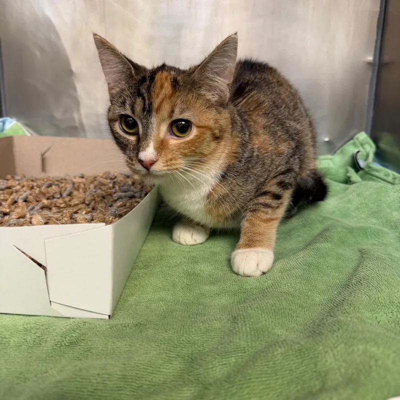 A young medium-sized female Torbie Domestic Short Hair cat named Tani for adoption in Perkiomenville, PA