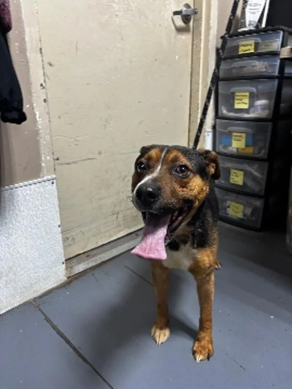 An adult medium-sized male Hound dog named Burt for adoption in Dallas, GA