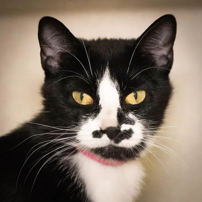 A young small-sized female Black & White / Tuxedo Domestic Short Hair cat named Smidge for adoption in Victor, NY