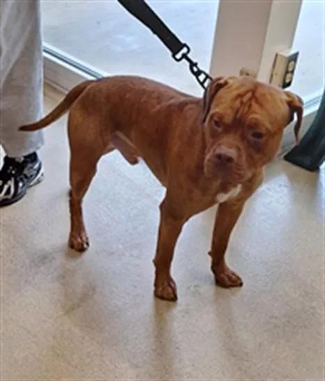 A young large-sized male Pit Bull Terrier dog named Hades for adoption in Hagerstown, MD