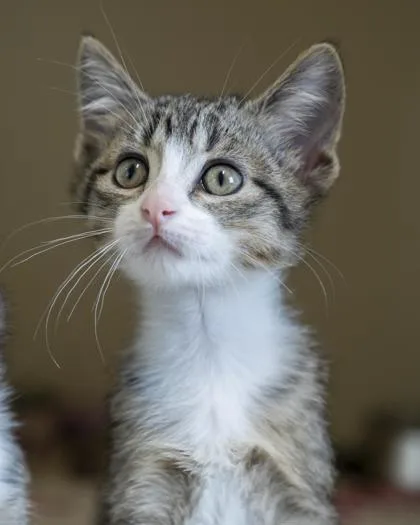 A baby small-sized male Domestic Short Hair cat named Auggie for adoption in Pequot Lakes, MN