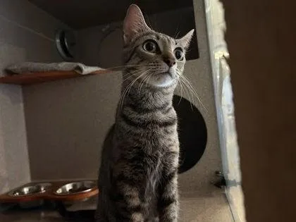 An adult medium-sized female Domestic Short Hair cat named Cinnamon for adoption in Washington, DC