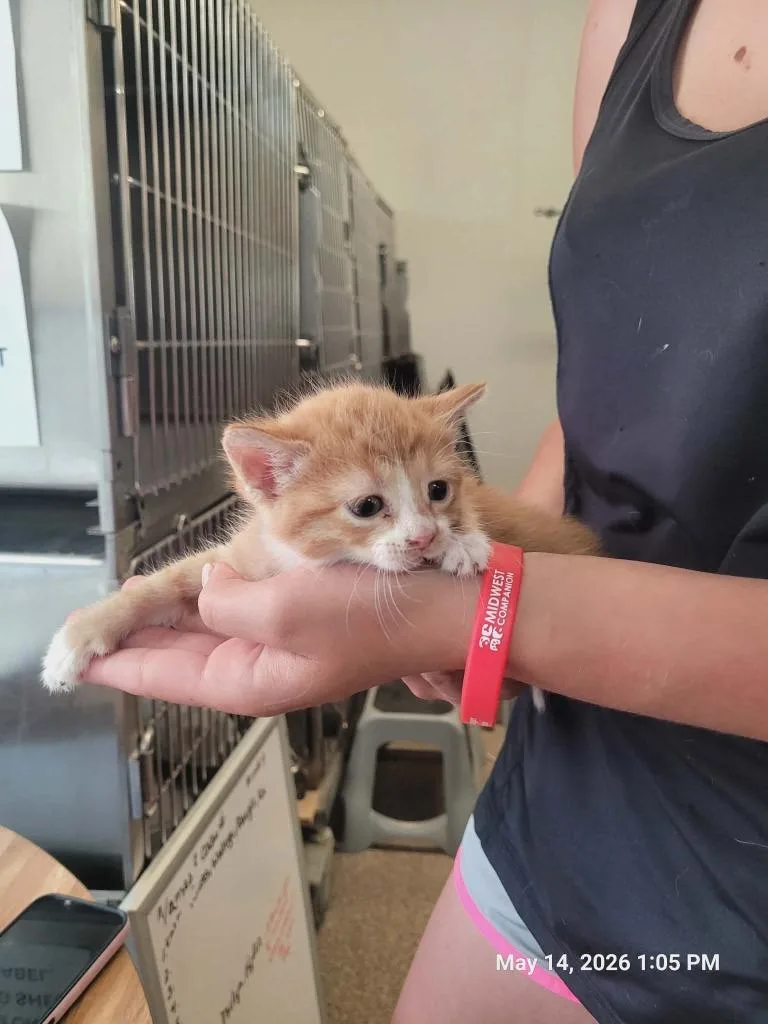 A baby medium-sized male Domestic Short Hair cat named Finn for adoption in Sunrise Beach, MO