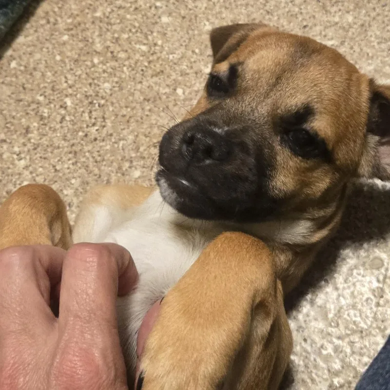 A baby small-sized male Yellow / Tan / Blond / Fawn Mixed Breed dog named Cinnamon for adoption in Sonoma, CA
