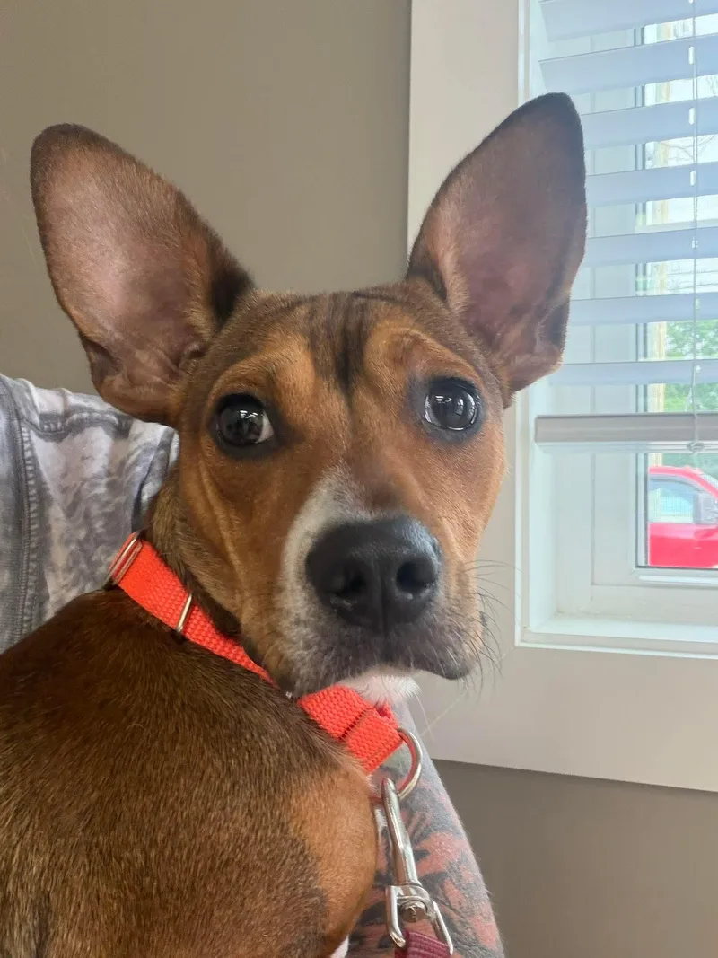 A young small-sized male Chihuahua dog named Pedro for adoption in Westwood, NJ