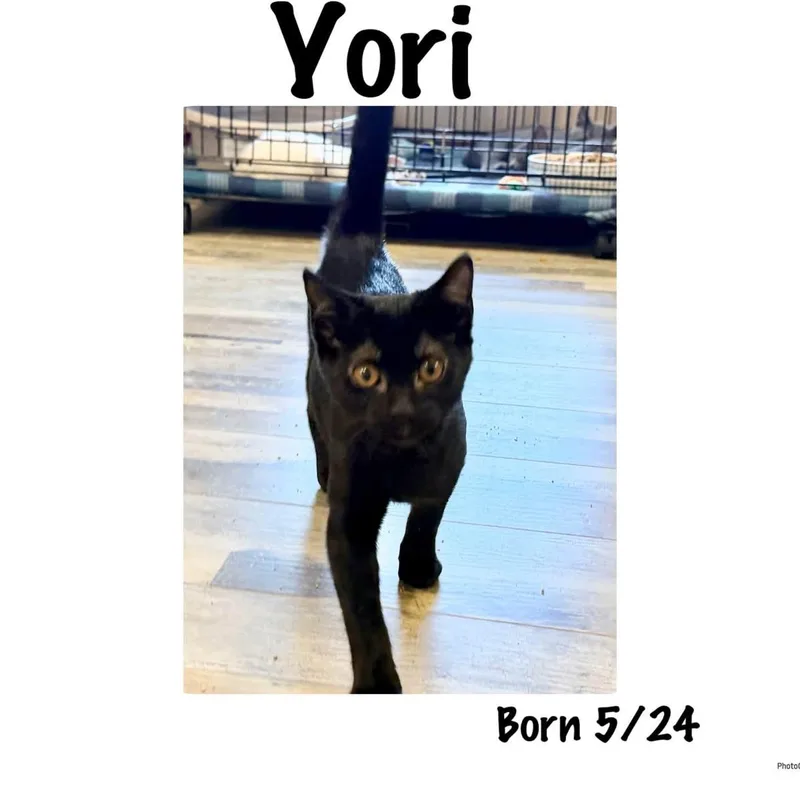 A baby small-sized female Black Domestic Short Hair cat named Yori for adoption in Ashland, KY