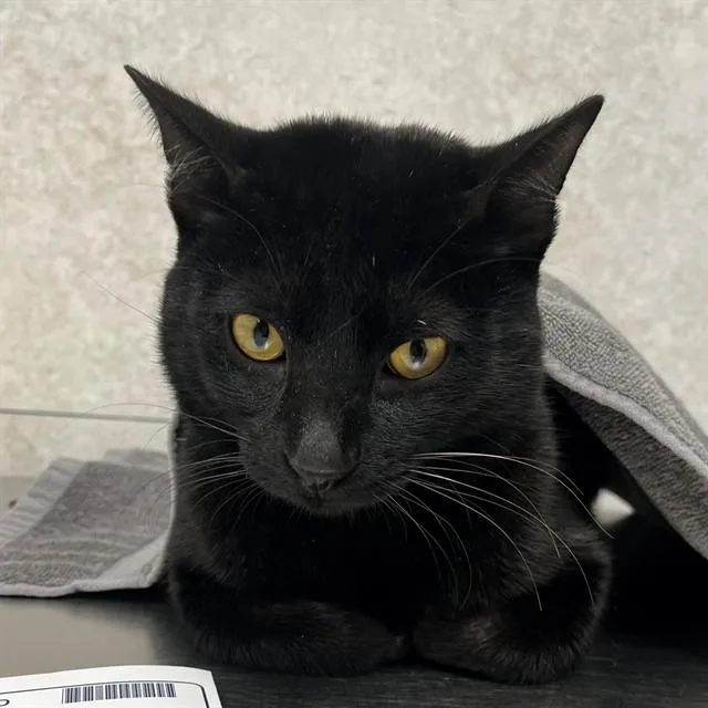 A young medium-sized male Domestic Short Hair cat named Gengar for adoption in Naples, FL