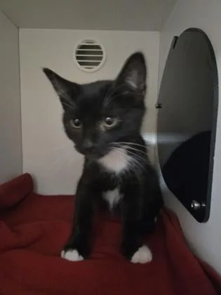 A baby small-sized male Domestic Short Hair cat named Clawvin Klein for adoption in Savannah, GA