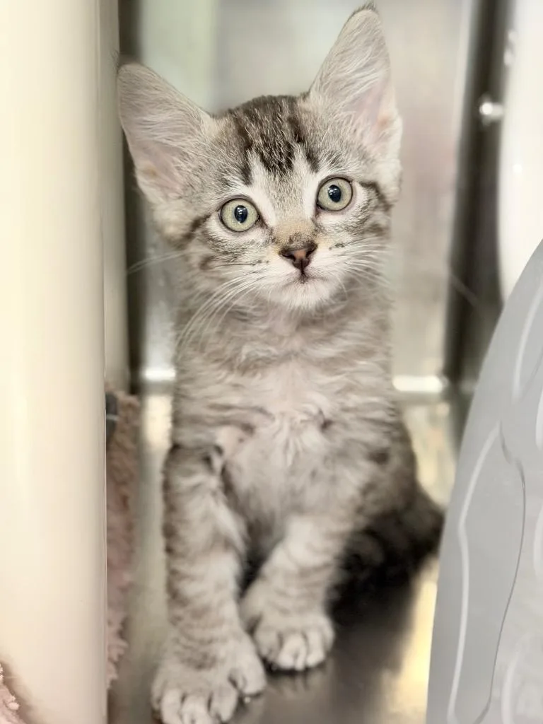 A baby medium-sized male Domestic Short Hair cat named Eric for adoption in Menomonie, WI