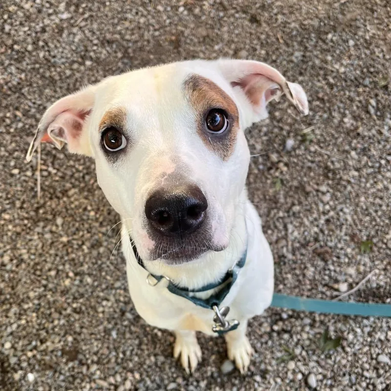 An adult medium-sized female Mixed Breed dog named Clove for adoption in Fairport, NY