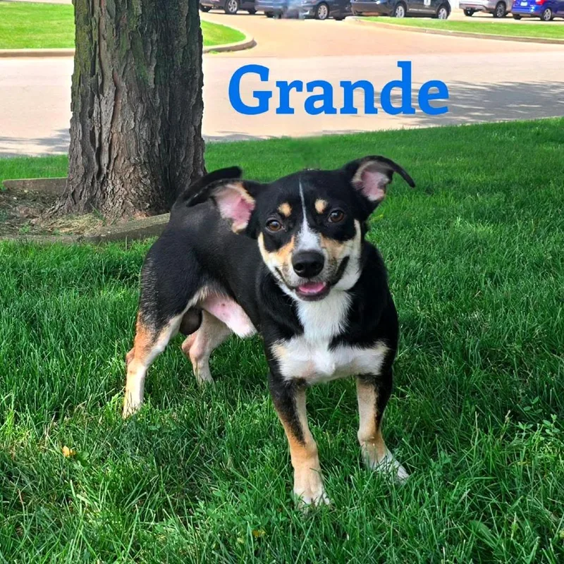 A young large-sized male Black Mixed Breed dog named Grande for adoption in Joliet, IL
