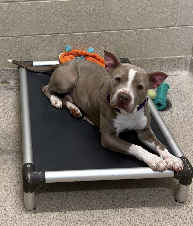 An adult medium-sized female Pit Bull Terrier dog named Anna for adoption in Youngstown, OH