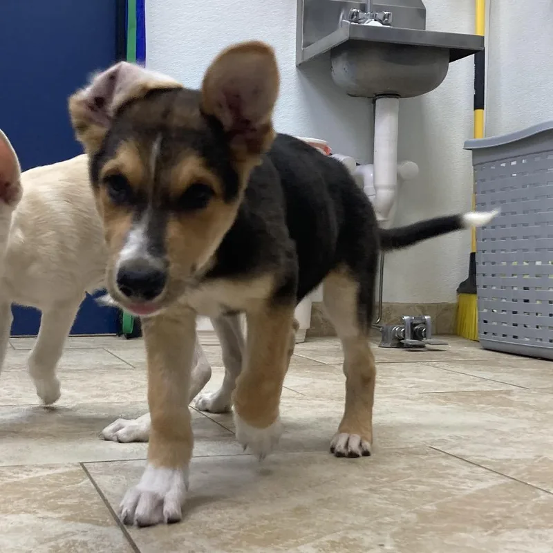 A baby small-sized male Brown / Chocolate Shepherd dog named Tom for adoption in Galveston, TX