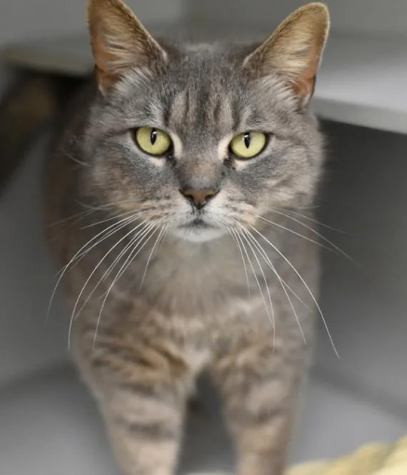 An adult medium-sized female Tabby (Gray / Blue / Silver) Domestic Short Hair cat named Elphaba for adoption in Marietta, GA