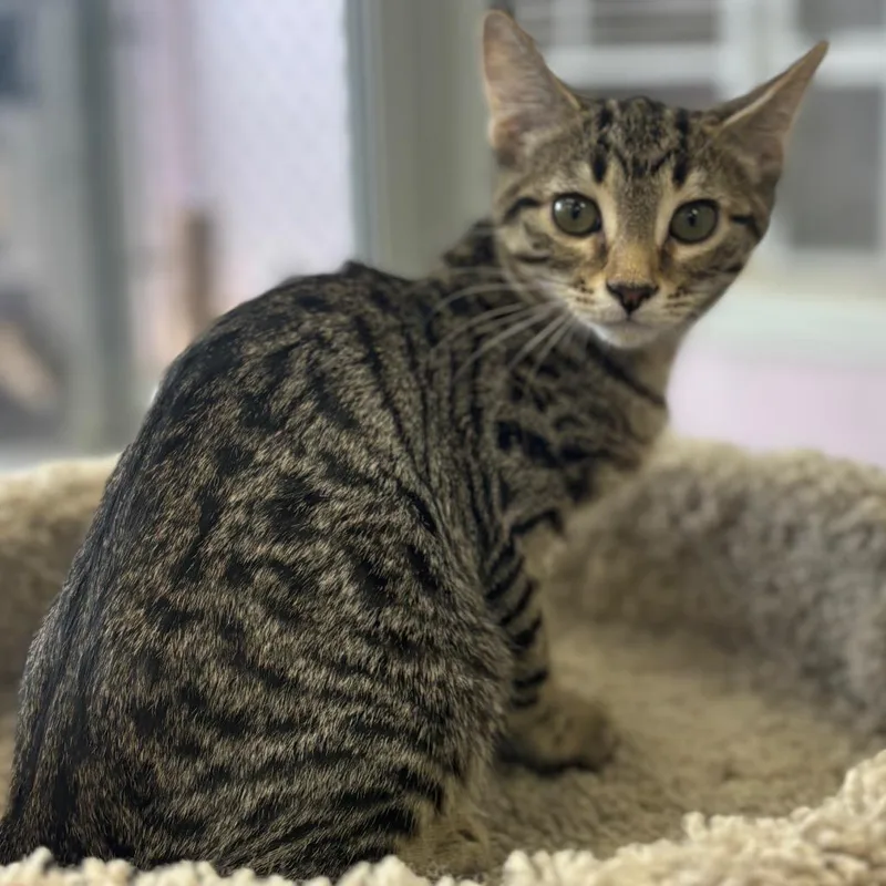A baby small-sized female Black Domestic Short Hair cat named T. J. for adoption in Marshalltown, IA