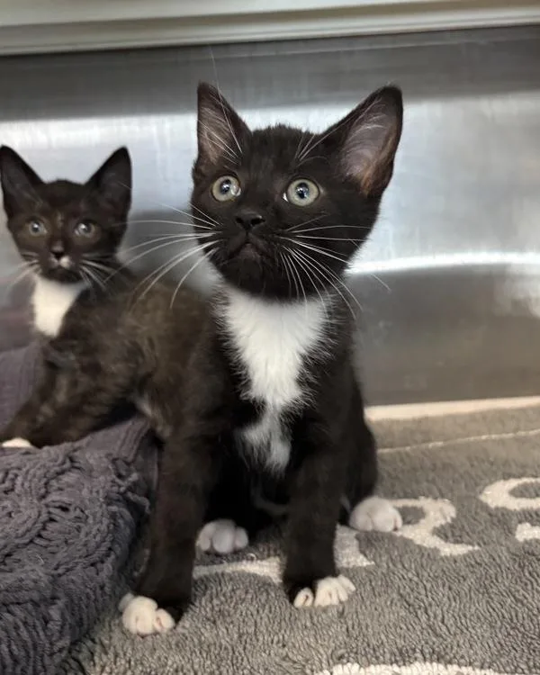 A baby medium-sized male Domestic Short Hair cat named Spotted Owl for adoption in Richmond, VA