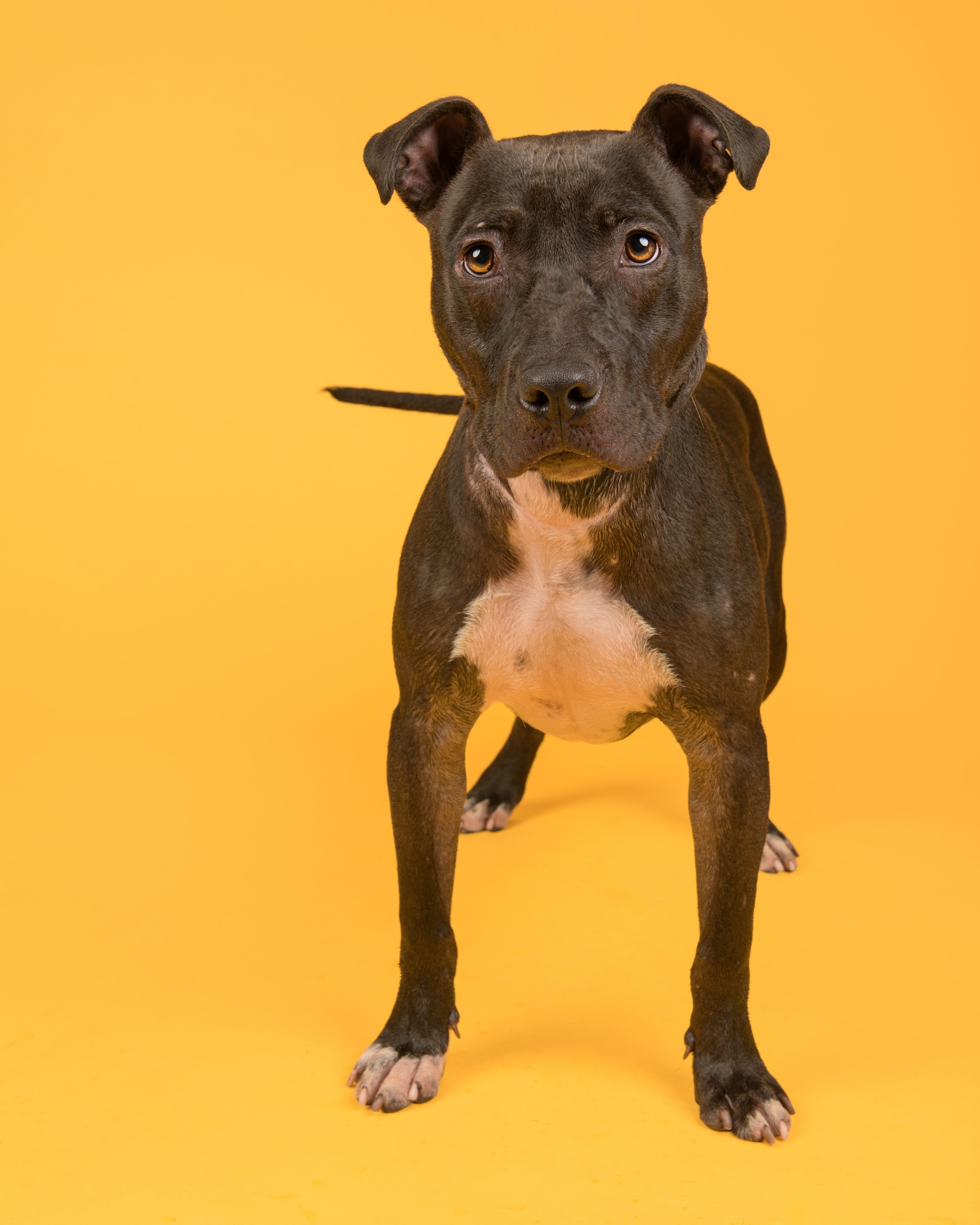 A baby medium-sized male Terrier dog named Tucker for adoption in Southold, NY