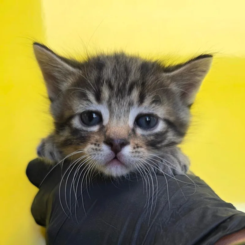 A baby small-sized male Brown / Chocolate Domestic Short Hair cat named Pelican for adoption in Abilene, TX