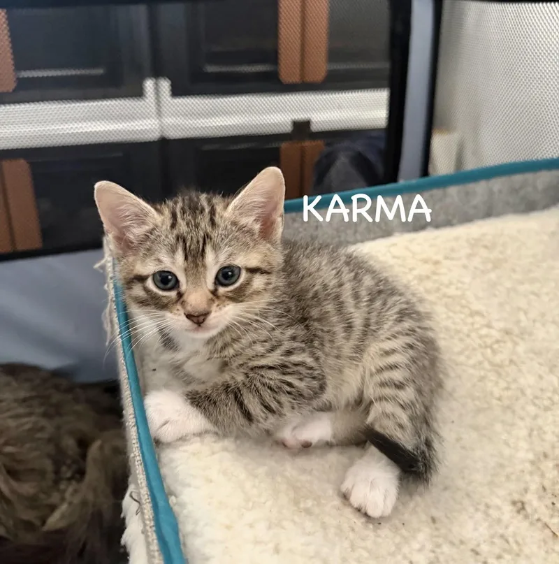 A baby small-sized female Tabby (Tiger Striped) Domestic Short Hair cat named Karma And Zen for adoption in Staten Island, NY