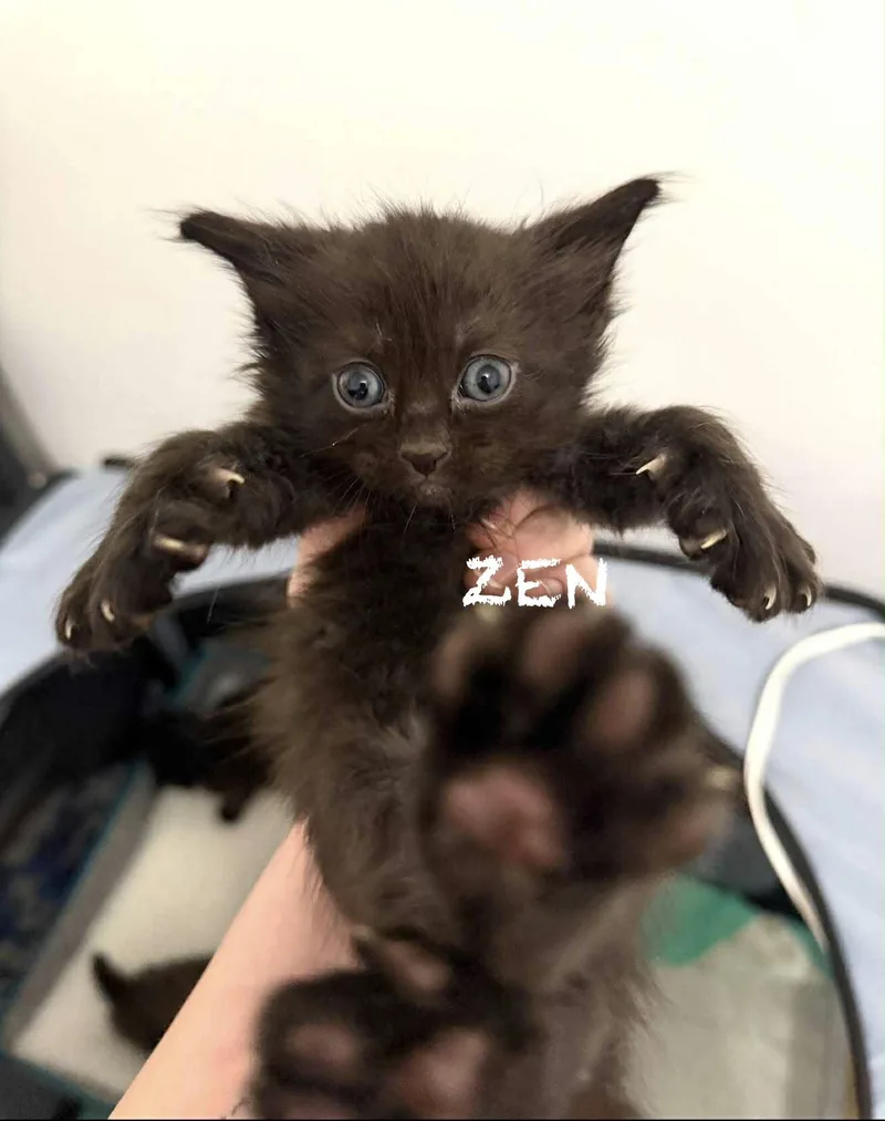 Karma And Zen thumbnail 3