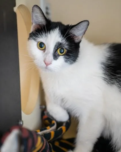 An adult medium-sized female Domestic Short Hair cat named Momo for adoption in Pequot Lakes, MN