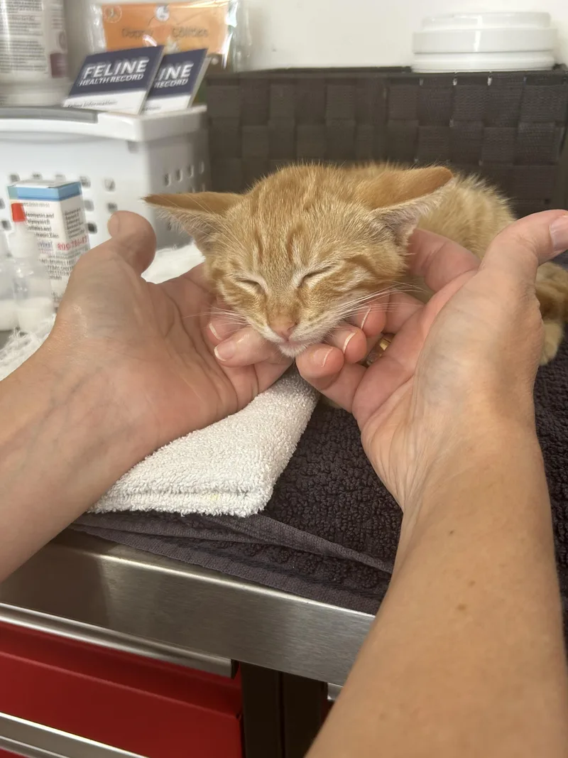 A baby small-sized male Domestic Short Hair cat named Cheddar for adoption in Long Beach, CA