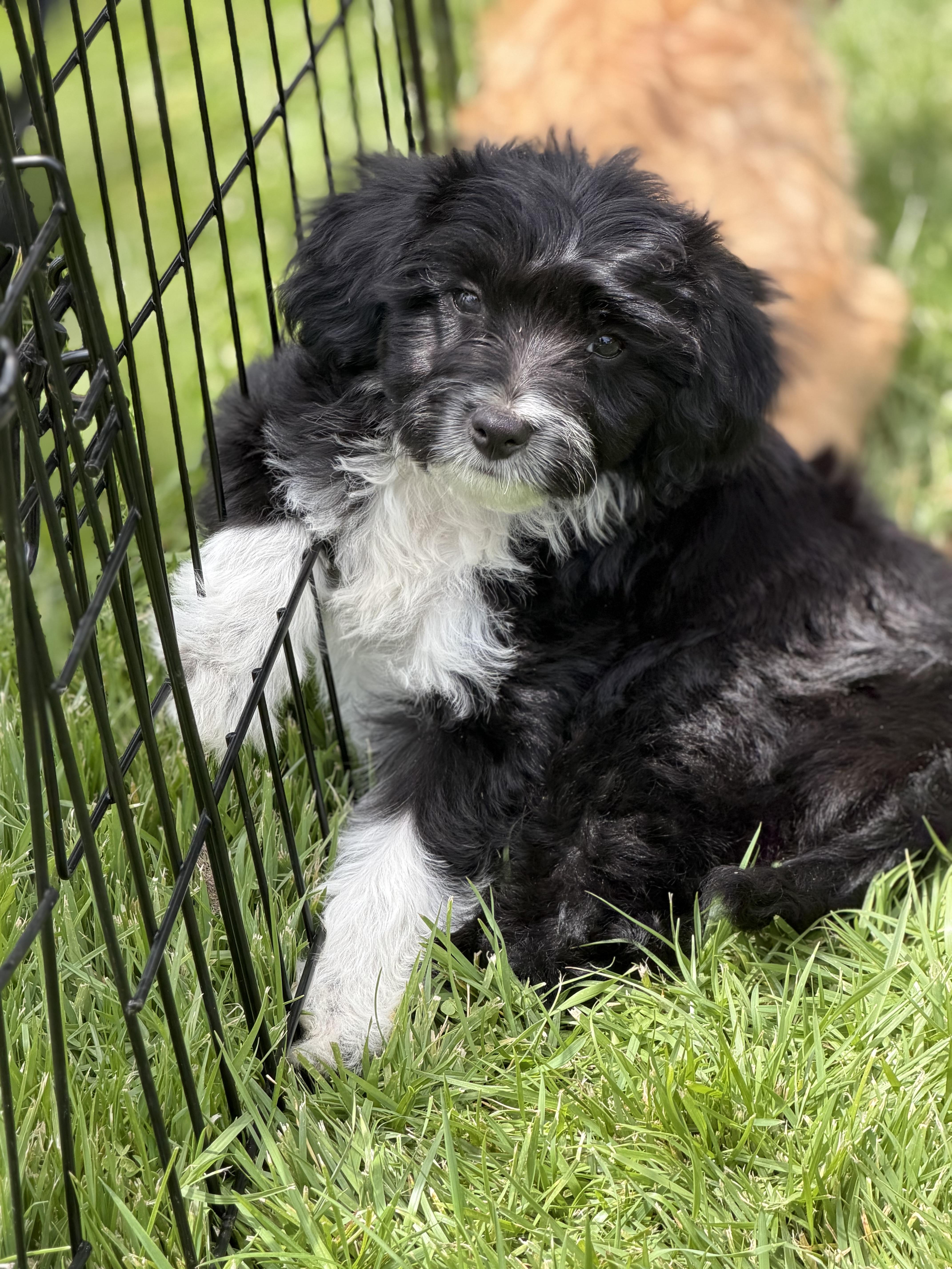 A baby small-sized female Poodle dog named Gecky for adoption in Burbank, CA