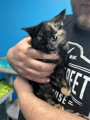 A baby small-sized female Domestic Medium Hair cat named Celeste for adoption in Pequot Lakes, MN
