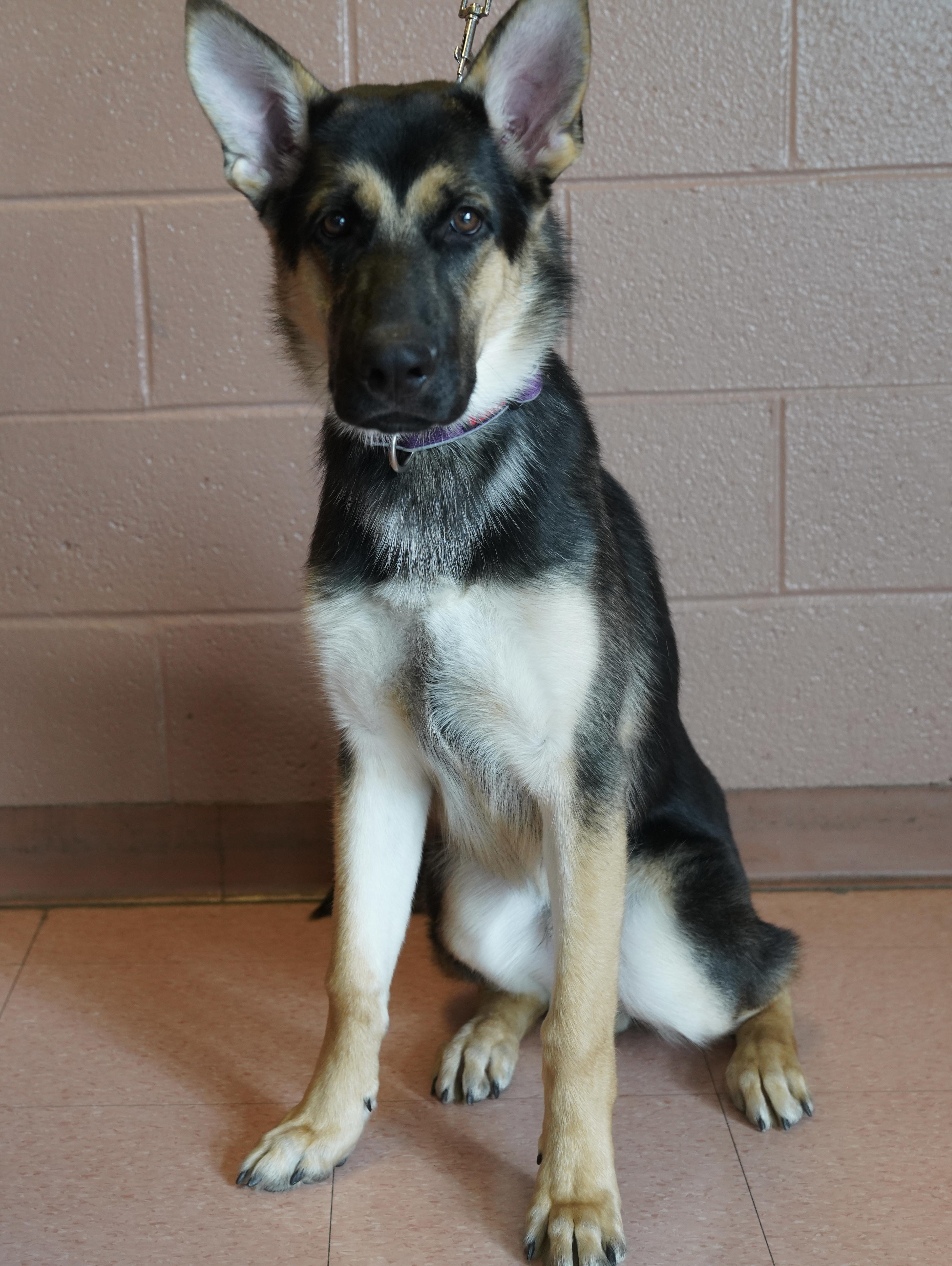A young large-sized male Black German Shepherd Dog dog named Dante for adoption in Pottsville, PA