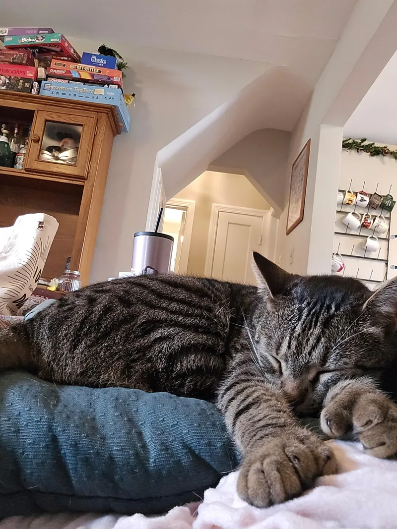 An adult extra large-sized male Tabby (Brown / Chocolate) Extra-Toes Cat / Hemingway Polydactyl cat named Basil for adoption in Richmond, VA